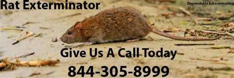 Rat Exterminator | Rat Control | Rat Killer | Rats | Rodents