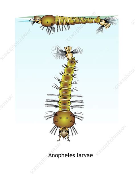 Anopheles mosquito larvae, illustration - Stock Image - C047/1863 - Science Photo Library