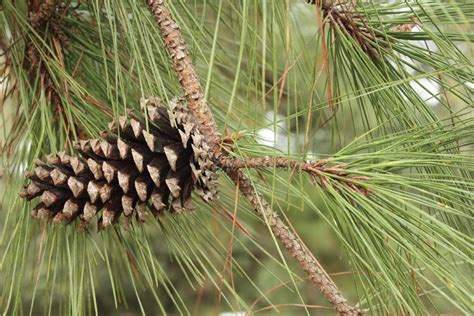 Longleaf Pine Tree Identification