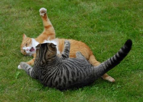 Cat Fight. Literally (59 pics)