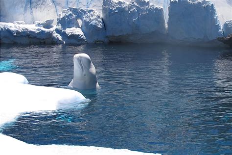 Beluga Whale Population Graph