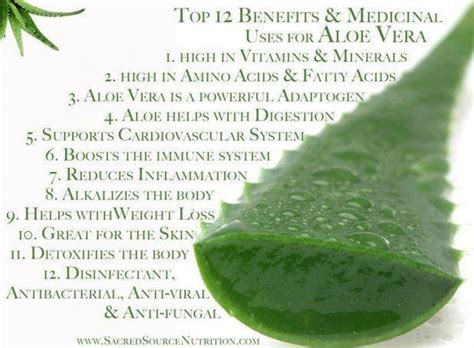 Infographic: Medicinal Uses for Aloe Vera | Infographic A Day