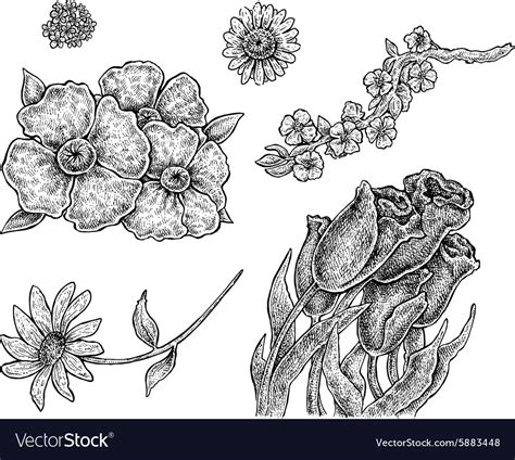 Set of hand drawn ink flowers Royalty Free Vector Image