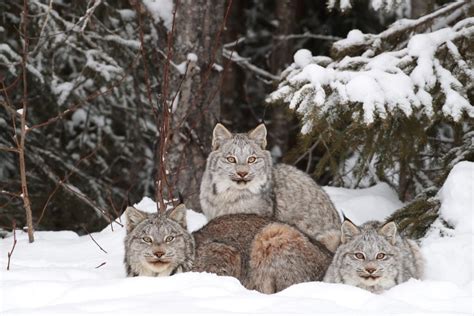 Animal Facts: Canada Lynx | Canadian Geographic