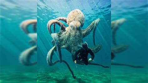 The 9 Largest Octopus Species In The World - YouTube