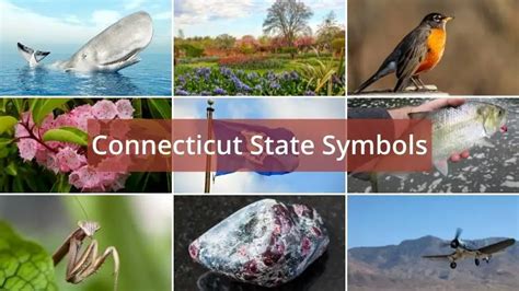 Connecticut State Symbols - learn all about them with our detailed list