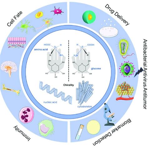 Schematic diagram of biological effects and biomedical applications. | Download Scientific Diagram