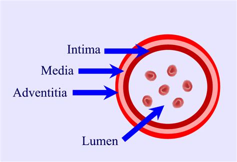 Images 09. Cardiovascular and Lymphatic Systems - Basic Human Anatomy