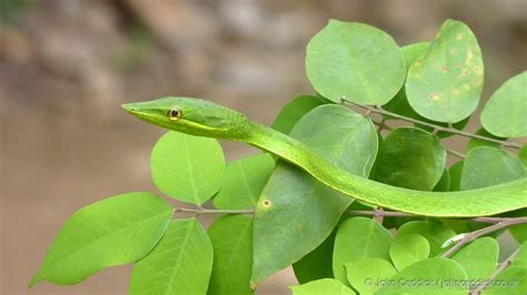 Green Vine Snake - John Caddick | John Caddick