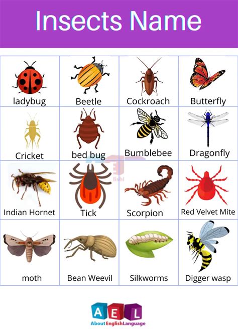 Insects And Bugs With Names