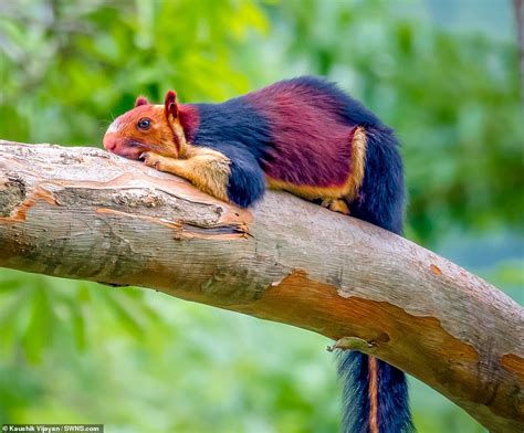 Indian Giant Technicolor Squirrels: Rare & Beautiful Species