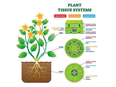 Permanent Tissue Diagram