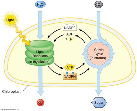 Light Reactions: the initial reactions in photosynthesis; begins with the absorption of light by ...