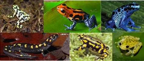 Amphibians - Endangered Species Around the World