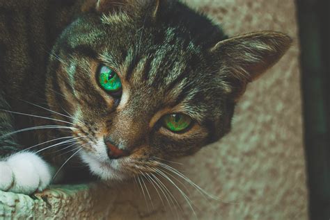 Cats With Green Eyes - All Breeds With This Eye Color » CatPointers