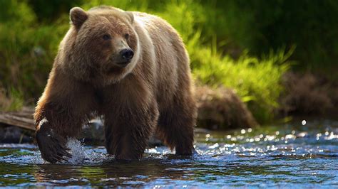 Grizzly Bears Wallpapers - Wallpaper Cave