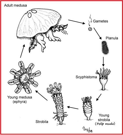 On Earth, Inside Us: Jelly Fish Life Cycle (Metagenesis)