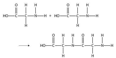 Amino acids are the monomers that join together to form - wisequst