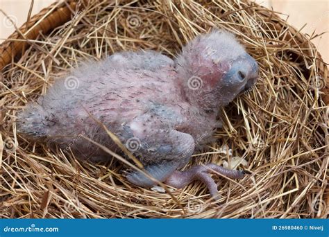 Baby Macaw Stock Photo - Image: 26980460