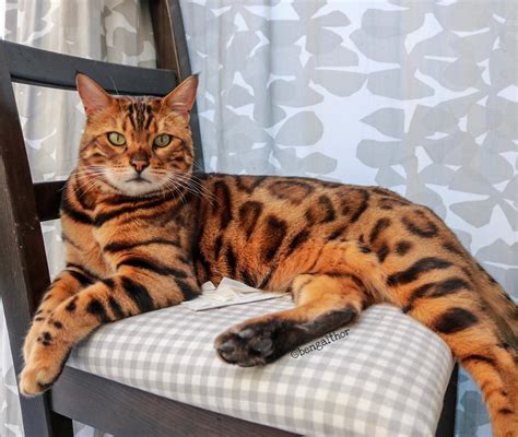 25 Gorgeous Bengal Cat Breed Pictures That Took The Internet By Storm ~ Cute Cats & Lovely Dogs