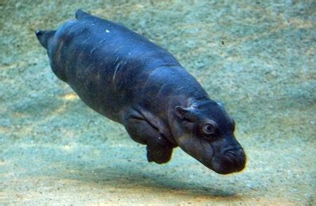 baby hippo swimming : r/aww