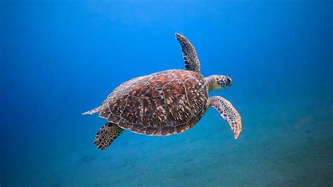 Sea Turtle Swimming Underwater 17600397 Stock Photo at Vecteezy