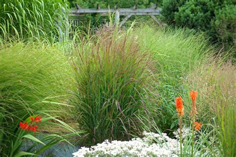 Easy to Grow Perennials: Ornamental Grasses | a Blade of Grass | Boston Landscape Designer