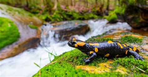 Fire Salamander Pictures - AZ Animals