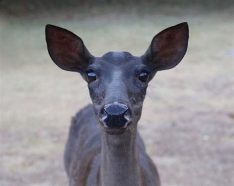 A Rare Melanistic Deer! | Smithsonian Photo Contest | Smithsonian Magazine