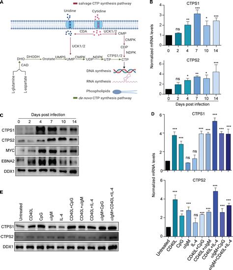 Epstein-Barr Virus Induced Cytidine Metabolism Roles In, 47% OFF