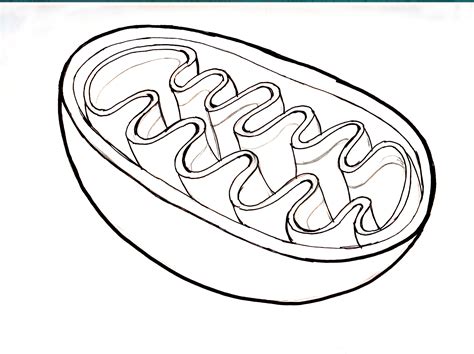 Easy Diagram Of Mitochondria