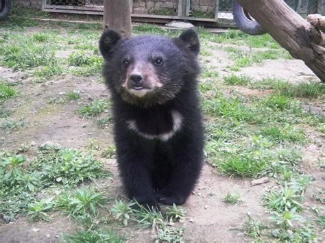 Moon Bear Cub (best bears, honestly) : r/NatureIsFuckingCute