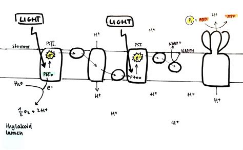 IMAT 2016 Q38 [Light-­Dependent Reactions in Photosynthesis] - Past Papers Solutions Archives ...