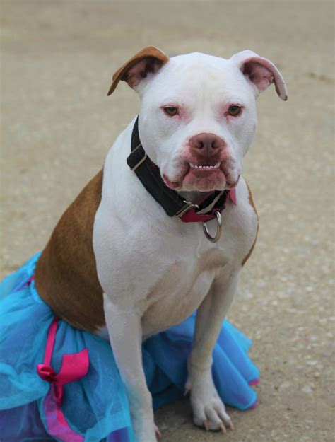 Pit bull/American bulldog mix - Cherokee | Mid-America Bully Breed Rescue