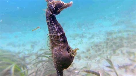 Video captures male seahorse giving birth in the wild | CTV News