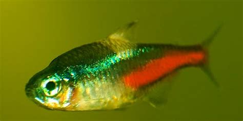 Neon Tetra Disease | The Aquarium Guide