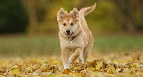 Icelandic Sheepdog: The Adorable Little Herding Dog