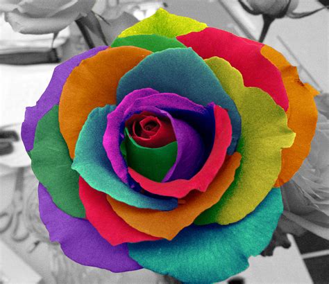 rainbow rose - Flowers Photo (34879902) - Fanpop