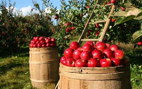 Apple orchard - Online Jigsaw Puzzles