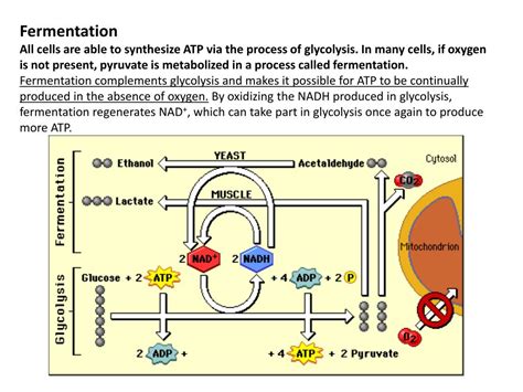 PPT - Cellular Respiration & Fermentation in Yeast PowerPoint Presentation - ID:1904296