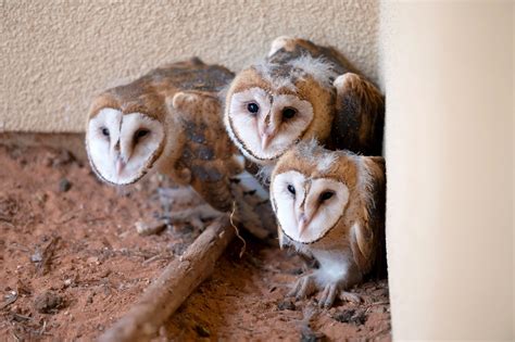 Bringing up orphaned barn owls | Best Friends Animal Society - Save Them All