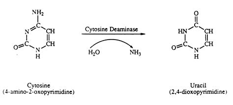 Cytosine Deaminase