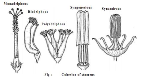 Androecium And Gynoecium