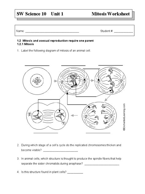 Meiosis Phases - Worksheets Library