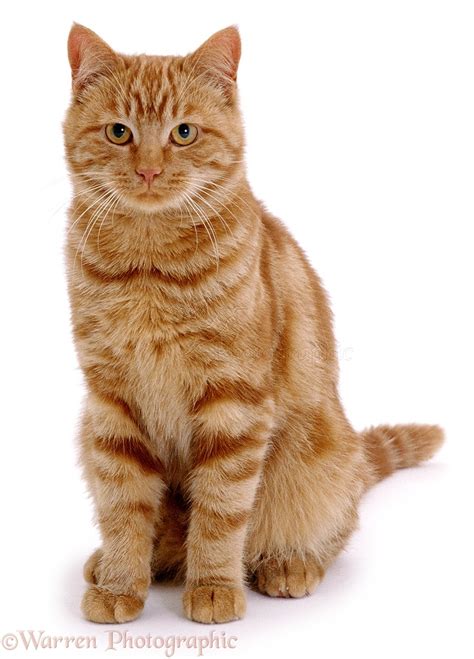 Ginger cat sitting photo - WP01151