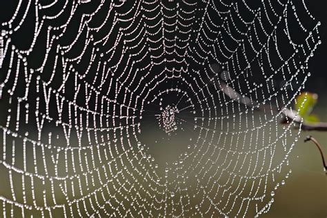 File:Spider web with dew drops04.jpg - Wikipedia