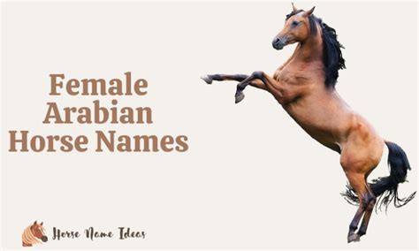 250 Female Arabian Horse Names (With Meanings) - HorseNameIdeas.com