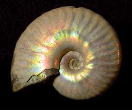 Fossils - FossNet - Fossil Store - Ammonites