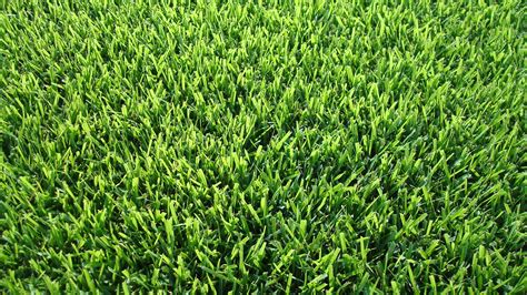 The 6 most popular types of grass that grow in Memphis, Tenn., lawns ...