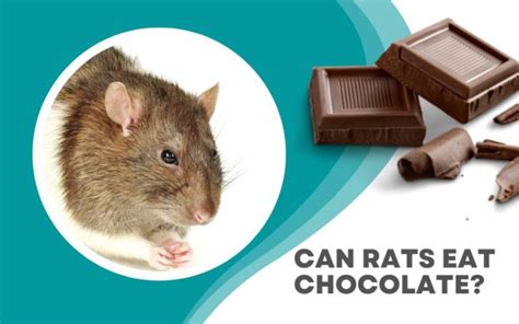 Homemade Rat Treats: 6 Yummy Recipes Your Rats Will Love